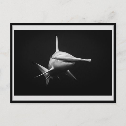 Hammer head shark BW 002 Carte postale ハンマーヘッド ポストカード (正面)