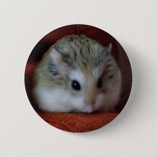 Hammyボタンのかわいいハムスター 缶バッジ Zazzle Co Jp