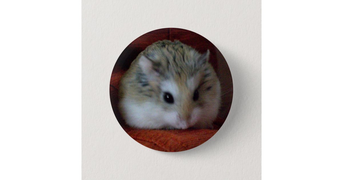 Hammyボタンのかわいいハムスター 缶バッジ Zazzle Co Jp