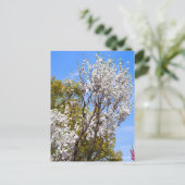 Hana Peach ポストカード (スタンド正面)