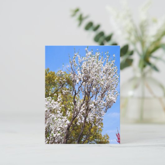 Hana Peach ポストカード (スタンド正面)