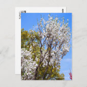 Hana Peach ポストカード (正面/裏面)