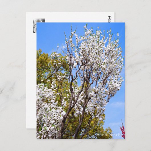 Hana Peach ポストカード (正面/裏面)