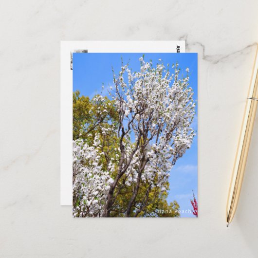 Hana Peach ポストカード (正面/裏面インサイチュ)