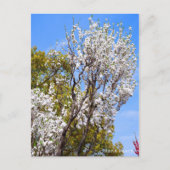 Hana Peach ポストカード (正面)