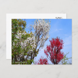 Hana Peach ポストカード