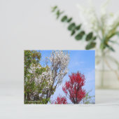 Hana Peach ポストカード (スタンド正面)