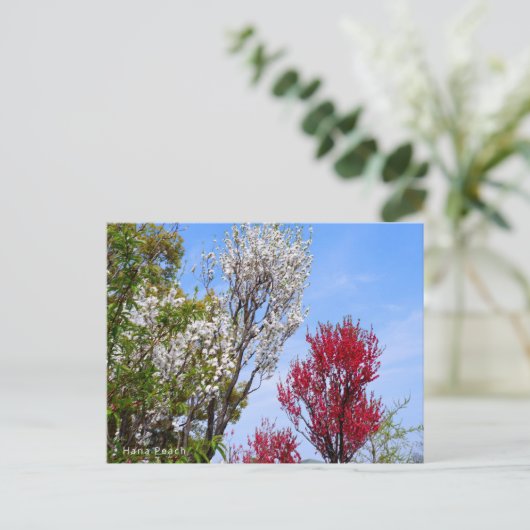 Hana Peach ポストカード (スタンド正面)