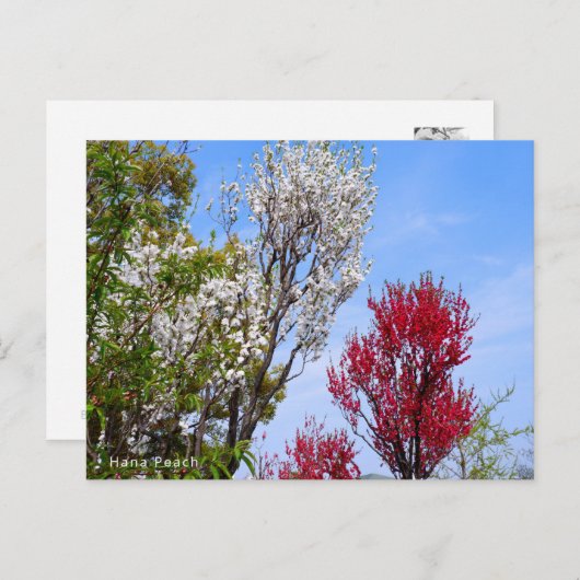 Hana Peach ポストカード (正面/裏面)