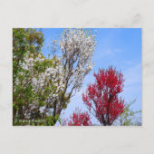 Hana Peach ポストカード (正面)