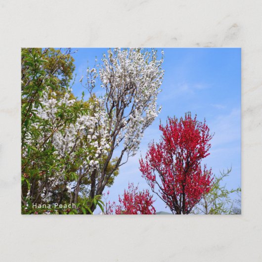 Hana Peach ポストカード (正面)
