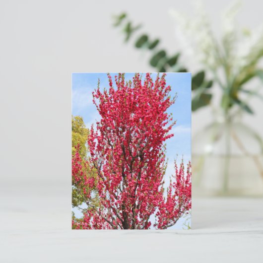 Hana Peach ポストカード (スタンド正面)