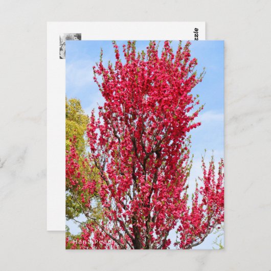 Hana Peach ポストカード (正面/裏面)