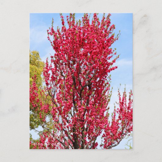 Hana Peach ポストカード (正面)