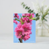 Hana Peach [Postcard] ポストカード (スタンド正面)