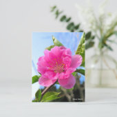 Hana Peach [Postcard] ポストカード (スタンド正面)