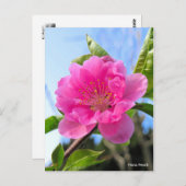 Hana Peach [Postcard] ポストカード (正面/裏面)