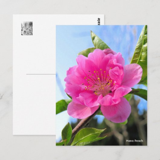 Hana Peach [Postcard] ポストカード (正面/裏面)