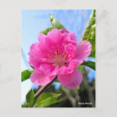 Hana Peach [Postcard] ポストカード (正面)