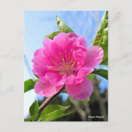 Hana Peach [Postcard] ポストカード