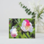 Hana Peach [Postcard] ポストカード (スタンド正面)