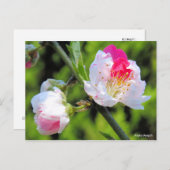 Hana Peach [Postcard] ポストカード (正面/裏面)