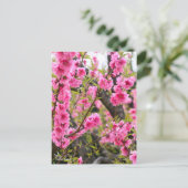 Hana Peach [Postcard] ポストカード (スタンド正面)