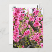 Hana Peach [Postcard] ポストカード (正面/裏面)