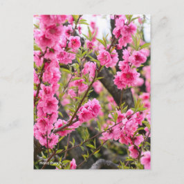 Hana Peach [Postcard] ポストカード