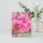 Hana Peach [Postcard] ポストカード (スタンド正面)