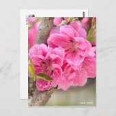 Hana Peach [Postcard] ポストカード (正面/裏面)