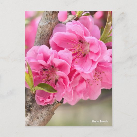 Hana Peach [Postcard] ポストカード (正面)