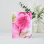 Hana Peach [Postcard] ポストカード (スタンド正面)