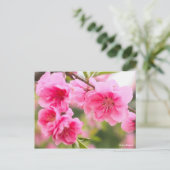 Hana Peach [Postcard] ポストカード (スタンド正面)