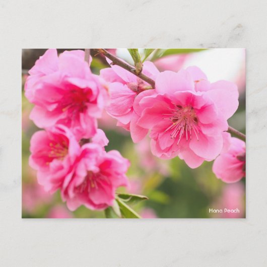 Hana Peach [Postcard] ポストカード (正面)