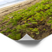 Hanalei Bay, Kauai Hawaii Beach Flowers ポスター (角)