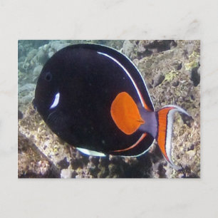 Hanauma湾-アキレスの独特の味の魚 ポストカード