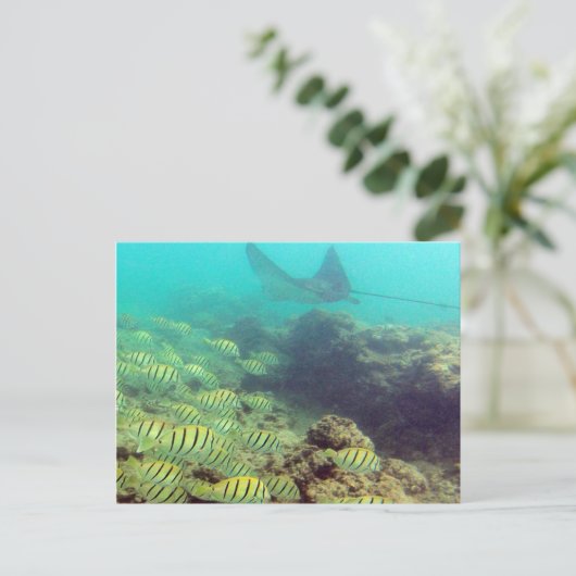 HANAUMA BAY HAWAII - Spotted Eagle Ray ポストカード (スタンド正面)