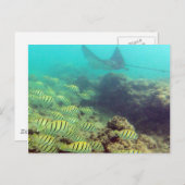 HANAUMA BAY HAWAII - Spotted Eagle Ray ポストカード (正面/裏面)