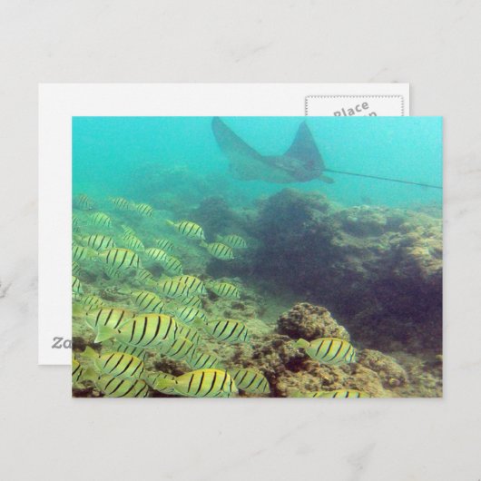 HANAUMA BAY HAWAII - Spotted Eagle Ray ポストカード (正面/裏面)