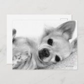 Hand 絵を描 Chihuahuaリラックス Artwork ポストカード (正面/裏面)