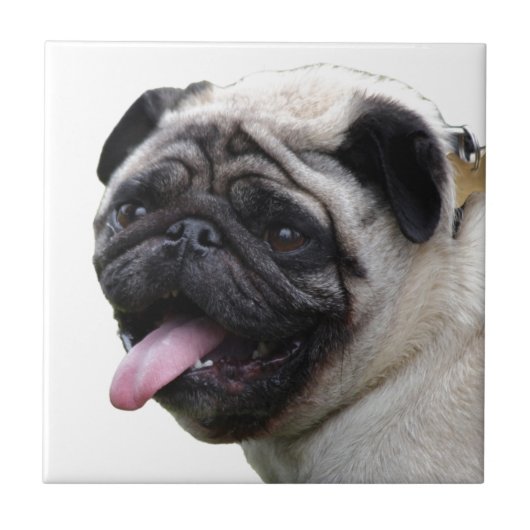 Handsom白いPugフォトアクセサリー、名前を追加 タイル (正面)