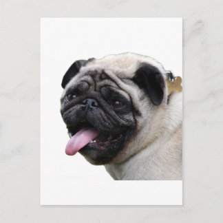 Handsom白いPugフォトアクセサリー、名前を追加 ポストカード