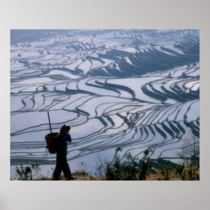 Hani girl carrying basket with rice terrace, ポスター