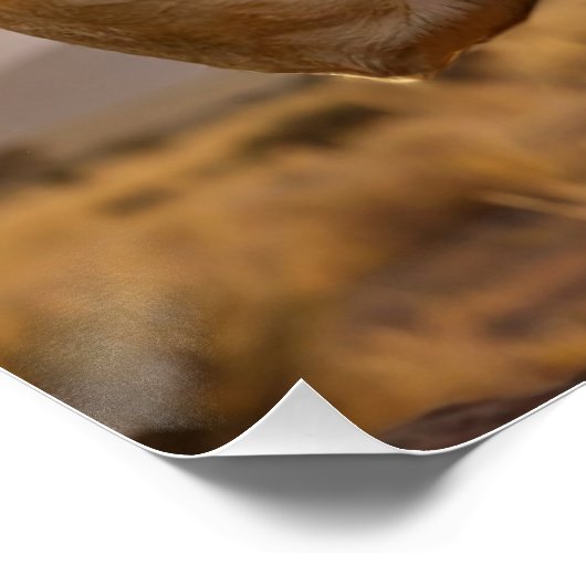 Happy Birthday Lion - Congratulations -  ポスター (コーナー)