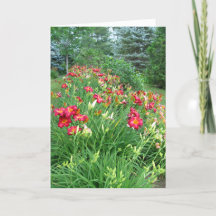 Happy Birthday -Red Lily Garden II