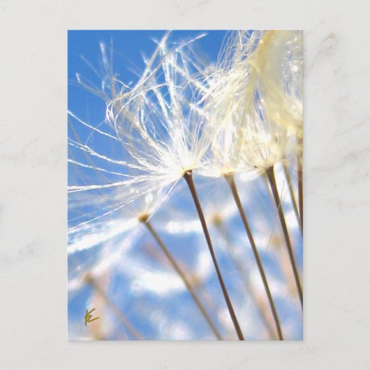 Happy, Dancing, Dandelion Poof, Stories in Nature ポストカード (正面)