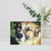 Happy Dog in the sun Photoはがき ポストカード (スタンド正面)