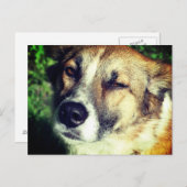 Happy Dog in the sun Photoはがき ポストカード (正面/裏面)