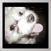 Happy Dog Poster ポスター (正面)